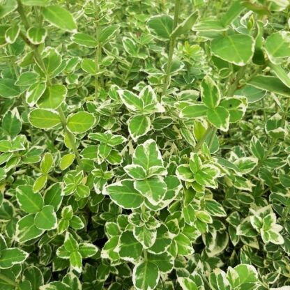euonymus emerald gaity
