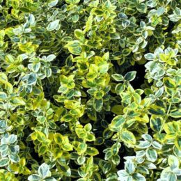 euonymus emerald gold