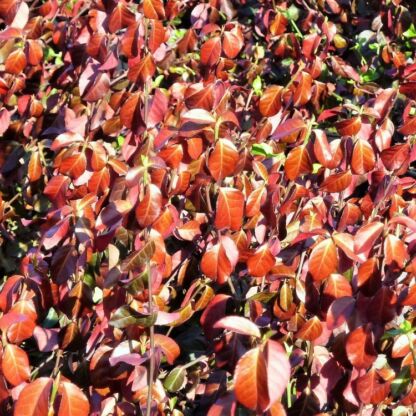 euonymus fortunei coloratus darts blanket