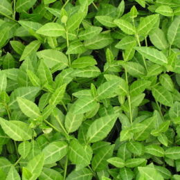 euonymus fortunei tustin