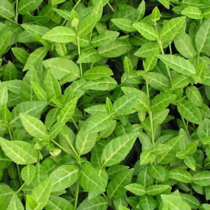 euonymus fortunei tustin