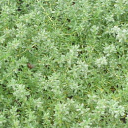 frankenia leavis