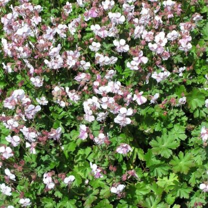 geranium cantabridgense biokovo