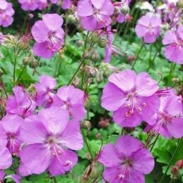 geranium cantabridgense karmina