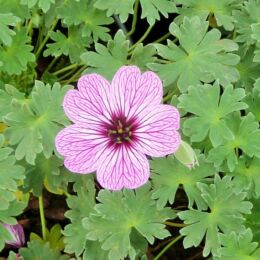 geranium cinereum ballerina