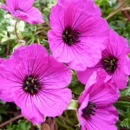 geranium cinereum giuseppii