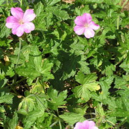 geranium endressi wargrave pink