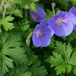 geranium himalayense baby blue