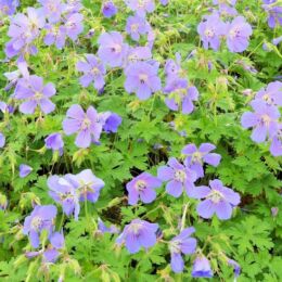 geranium jonhson blue