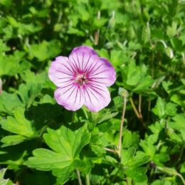 geranium joy