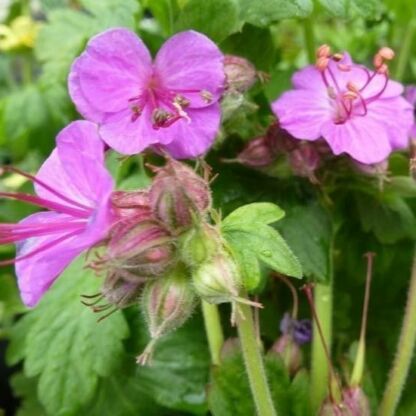 geranium macrorhizum bevan s variety