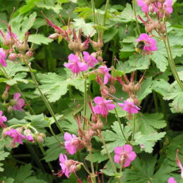 geranium macrorhizum ingwersen