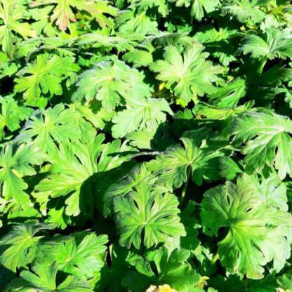 geranium macrorhizum type