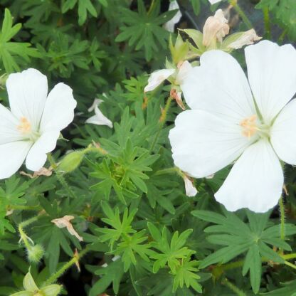 geranium sanguineum blanc
