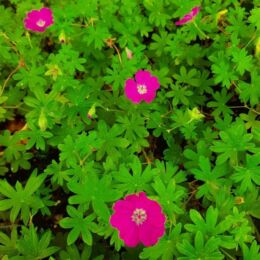 geranium sanguineum max frei