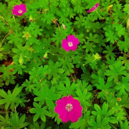 geranium sanguineum max frei