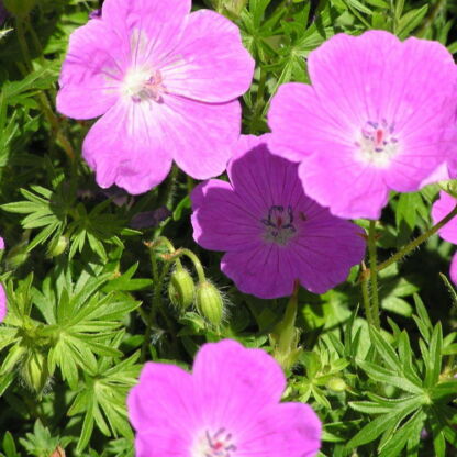 geranium sanguineum rose