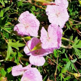 geranium sanguineum striatum