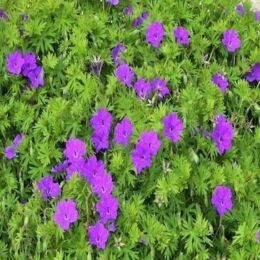 geranium tiny monster