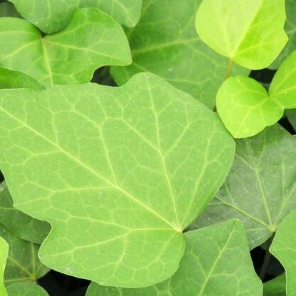 hedera algerian bellecour 