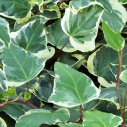 hedera canariensis gloire de marengo