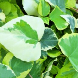 hedera colchica dentata variegata