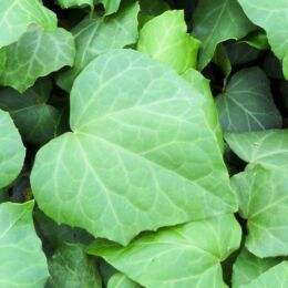 hedera colchica dentata vert