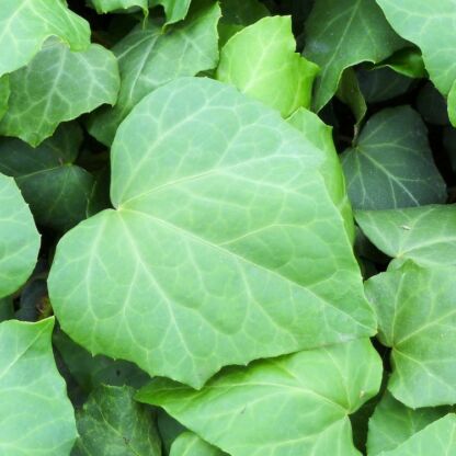 hedera colchica dentata vert