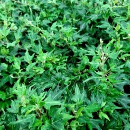 hedera helix anita
