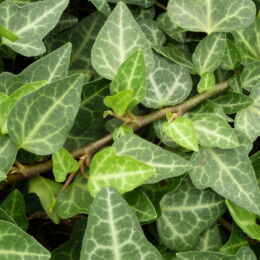 hedera helix aracena
