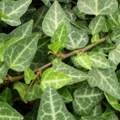 hedera helix aracena