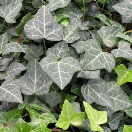 hedera helix baltica