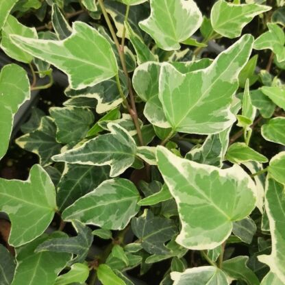 hedera helix eva