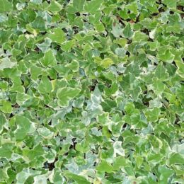 hedera helix glacier