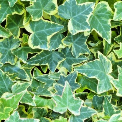 hedera helix goldchild