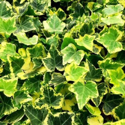 hedera helix golden ingot