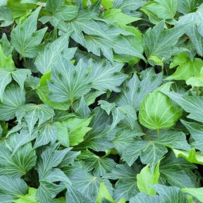 hedera helix green ripple