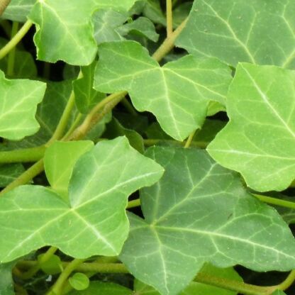 hedera helix hibernica