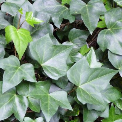 hedera helix hibernica ennery
