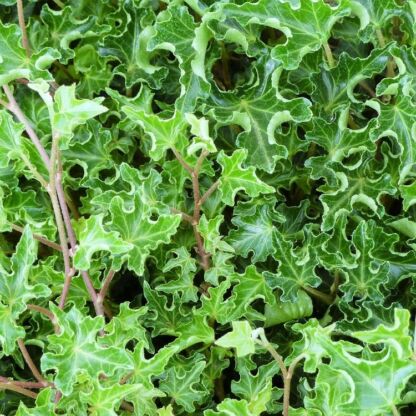 hedera helix ivalace