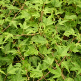 hedera helix needle point