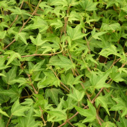 hedera helix needle point