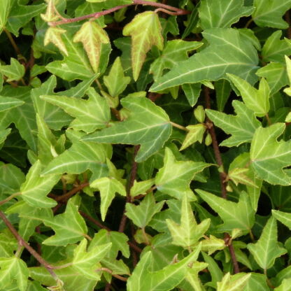 hedera helix pin oak