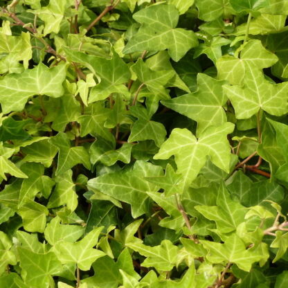 hedera helix pittsburgh