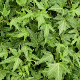 hedera helix ritterkreuz