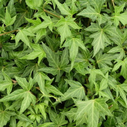 hedera helix ritterkreuz