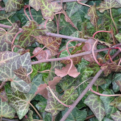hedera helix rouge hivernal
