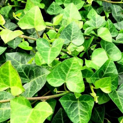 hedera helix sark