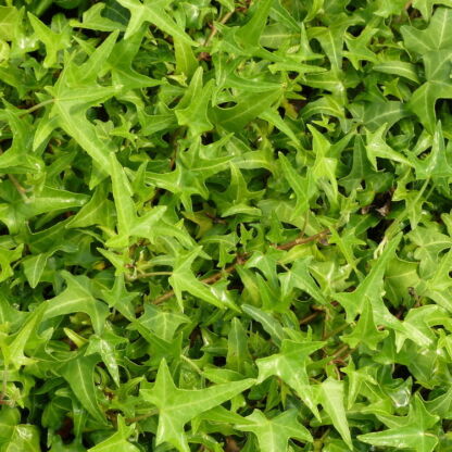 hedera helix star