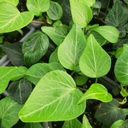 hedera helix teardrop